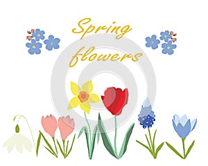 Spring flowers vector illustration isolated on white background