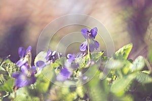 Spring flowers Viola sororia filled
