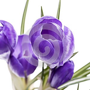 Spring flowers of violet crocus isolated on white background