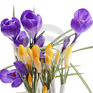 Spring flowers of violet and yellow crocus isolated on white background