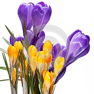 Spring flowers of violet and yellow crocus isolated on white background