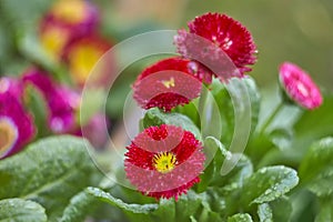 Spring flowers with water drops