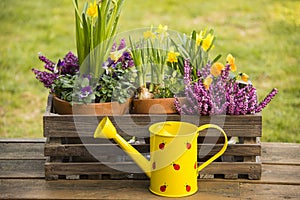 Spring flowers watering can