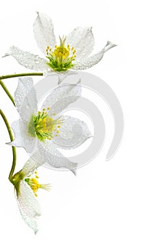Spring flowers white Helleborus