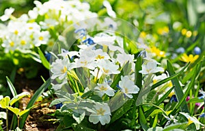 Spring flowers,  white primrose or primula in a garden