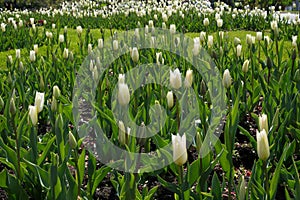 Spring flowers. White tulip flowers growing in the garden