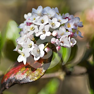 Spring flowers - White Viburnum