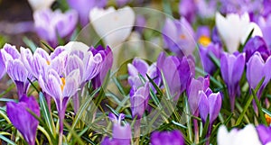 Spring flowers in the wild nature. Crocus in spring time.
