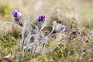 Spring flowers wild Pulsatilla pratensis