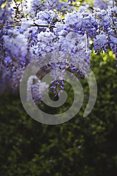 Spring flowers Wisteria blooming