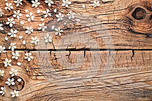 Spring Flowers on Wood Background