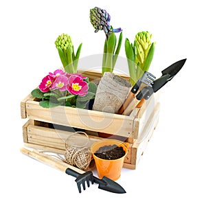 Spring flowers in wooden box and garden tools on white background. Gardening concept