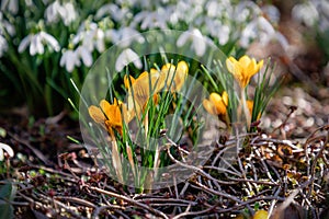 Spring flowers yellow crocuses and white snowdrops