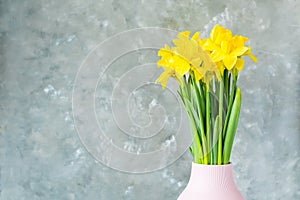 Spring flowers, yellow daffodils in a vase on a grey background. place for text. Easter concept. Copy space. Easter