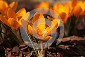 Spring Flowers Yellow