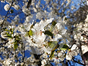 Spring flowers in â€‹â€‹Romania on a sunny April spring day