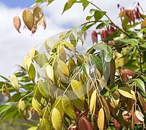 Spring Foliage on Australian Syzygium Lilly Pilly