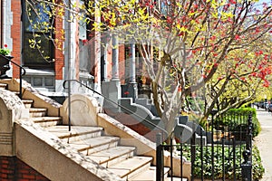 Spring Foliage in Back Bay