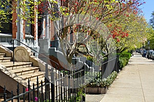 Spring Foliage in Boston Back Bay
