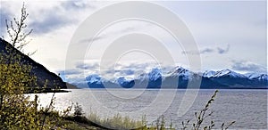 Spring foliage at Cook Inlet, Alaska photo