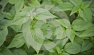 Spring Foliage of Salvia Chia