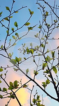 Spring foliage silhouetted against twilight sky