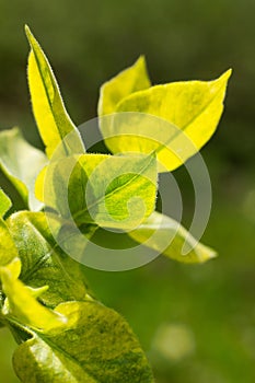 Spring foliage on a sunny day. Vertical background with foliage in the background light