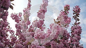 Spring footage with blossoming Japanese oriental cherry, sakura blossom, pink buds soft focus