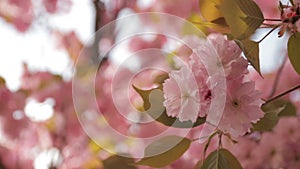 Spring footage with blossoming Japanese oriental cherry, sakura blossom, pink buds soft focus