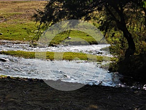 Spring in the foothills of Chimgan photo