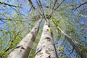 Spring forest