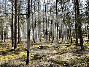 Spring forest around De Lutte