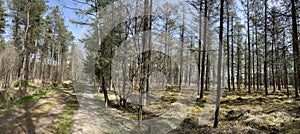 Spring forest around De Lutte