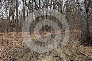 Primavera foresta il risveglio da natura alberi un cespugli loro naturale aprire la zona da foresta 