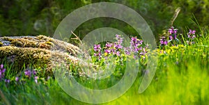spring forest background of wild plants blooming