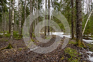 Spring forest with bare trees and remnants of snow