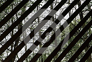 Spring forest behind a lattice