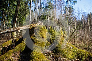 Spring in the forest, Belovezhskaya Pushcha National Park in Belarus and Poland - the oldest forest in Europe. Nature wakes up.