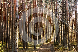 Spring in the forest, Belovezhskaya Pushcha National Park in Belarus and Poland - the oldest forest in Europe. Nature wakes up.