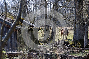 Spring in the forest, Belovezhskaya Pushcha National Park in Belarus and Poland - the oldest forest in Europe. Nature wakes up.