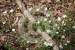 Spring in the forest, Belovezhskaya Pushcha National Park in Belarus and Poland - the oldest forest in Europe. Nature wakes up.