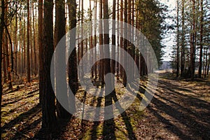 Spring in the forest, Belovezhskaya Pushcha National Park in Belarus and Poland - the oldest forest in Europe. Nature wakes up.