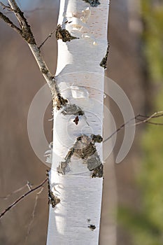 spring forest, birch grove without leaves in April against