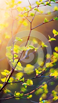 Spring forest, birch tree close up