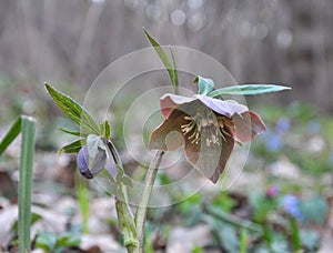 In the spring forest bloom Helleborus purpurascens