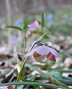 In the spring forest bloom Helleborus purpurascens