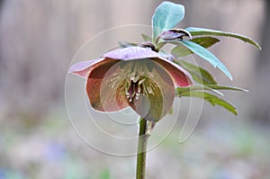 In the spring forest bloom Helleborus purpurascens