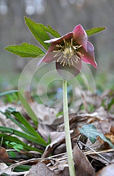 In the spring forest bloom Helleborus purpurascens