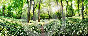 Spring forest with blooming white flowers and sun. Wild garlic - Carpathian mountain