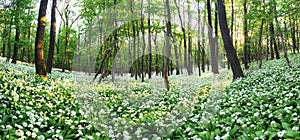 Jarní les s kvetoucími bílými květy. Medvědí česnek